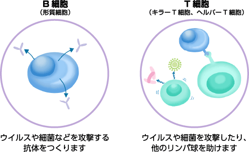 白血球の一種であるリンパ球にはB細胞、T細胞、NK細胞という3つの種類があります。B細胞はウイルスや細菌などを攻撃する抗体をつくります。T細胞はウイルスや細菌を攻撃したり、ほかのリンパ球の機能をサポートします。NK細胞はがん細胞やウイルスに感染した細胞を攻撃します。