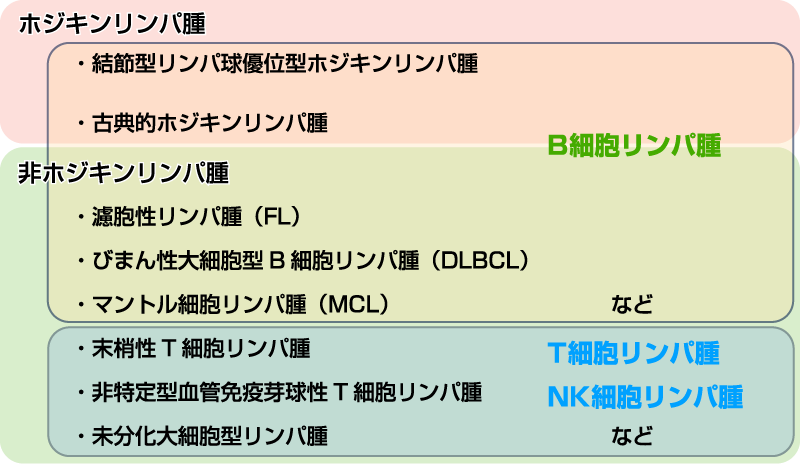 リンパ腫では、がん細胞になったリンパ球の特徴によってホジキンリンパ腫と非ホジキンリンパ腫に分けられます。ホジキン細胞などの特徴的な細胞がみられるものをホジキンリンパ腫、特徴がみられないものを非ホジキンリンパ腫といいます。日本ではリンパ腫のうち、90％以上が非ホジキンリンパ腫です。また、リンパ球の種類によってB細胞リンパ腫、またはT細胞リンパ腫/NK細胞リンパ腫に分類されます。